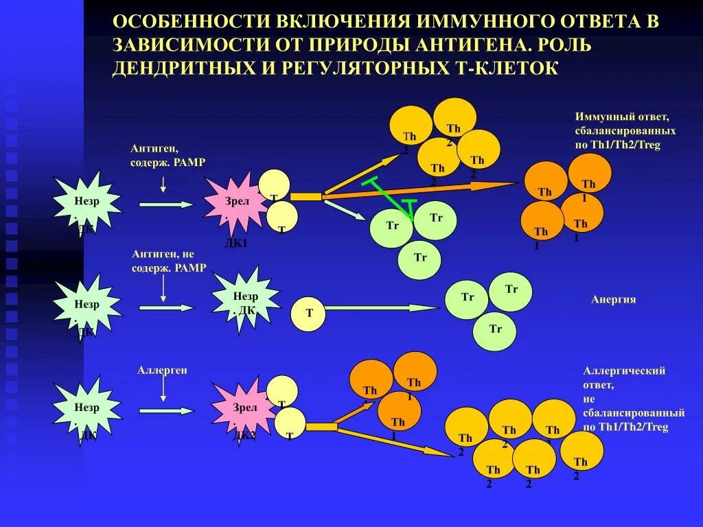 Регуляторные т клетки. Презентация антигена дендритными клетками. Особенности иммунного ответа. Клетки иммунной системы иммунология. Мукозальный иммунный ответ.