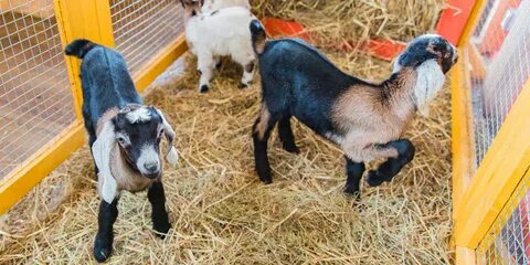 3 lambs
