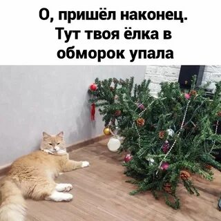 Коты и елки прикольные.