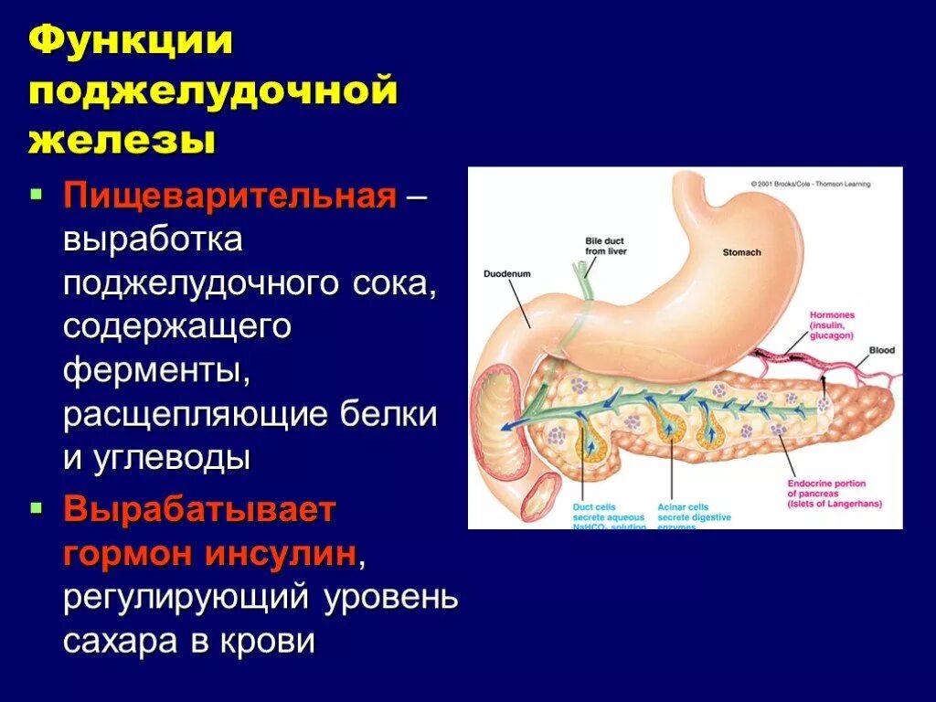 Укажите фермент расщепляющий белки. Функции поджелудочной железы в пищеварительной системе. Поджелудочная железа. Расположение, особенности строения, функции.. Поджелудочная железа и кишечник выделительная функция. Функции поджелудочной железы в пищеварительной системе человека.