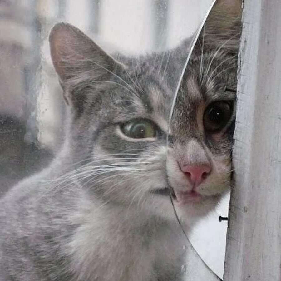 Переживающий кот. Кот в смятении. любопытство кот. кот переживает. забывчивый кот.