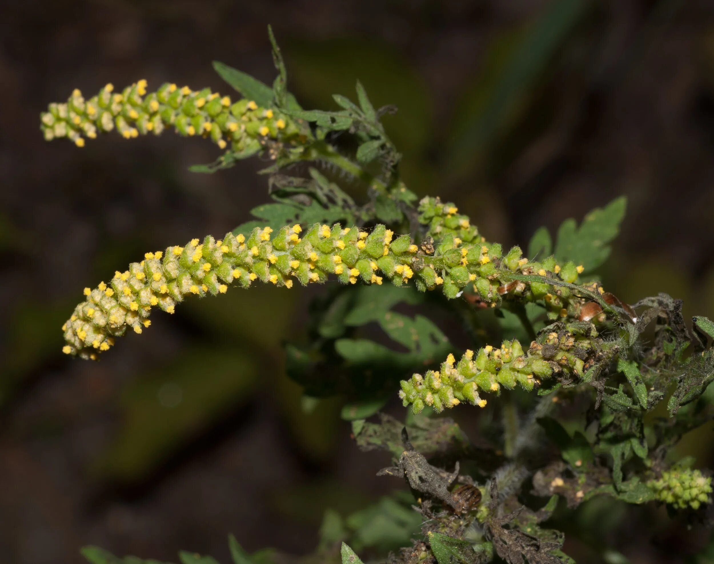 Амброзия. Амброзия полыннолистная. Трава амброзия. Ambrosia artemisiifolia Linnaeus. Описания сорта амброзия