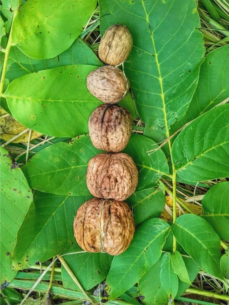 Сколько растет орех. Juglans nigra. Мадагаскарский орех. Грецкий орех дерево. Орех черный, Juglans nigra.