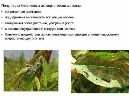 Хищники виды особей