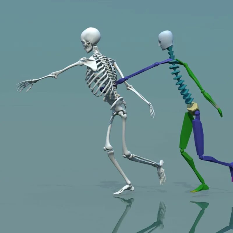Скелет 3д. 3ds Max скелет человека модель. 3д модель скелета человека Blender. Макет скелета.