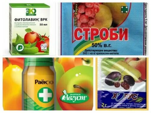 Обработка деревьев от парши. Препараты от парши на яблоне. обработка яблонь от парши препараты. препараты от парши на яблоне и груше. средство от парши весной.