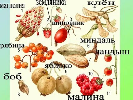 Плоды и семена разных растений