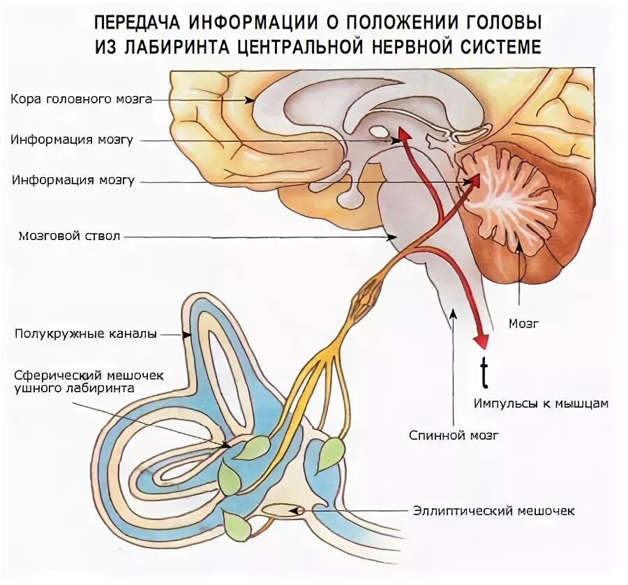 Строение вестибулярного нерва. Рецепторы сенсорных систем вестибулярного аппарата. Вестибулярный нерв и слуховой аппарат. Вестибулярный аппарат отдел мозга. Сенсорная система вестибулярного аппарата.