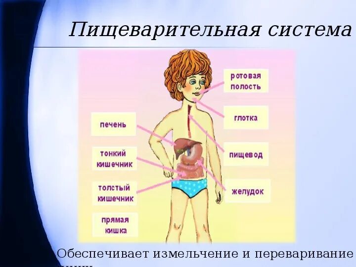 Строение тела человека. Строение организма человека. Тело человека окружающий мир. Структура тела человека.