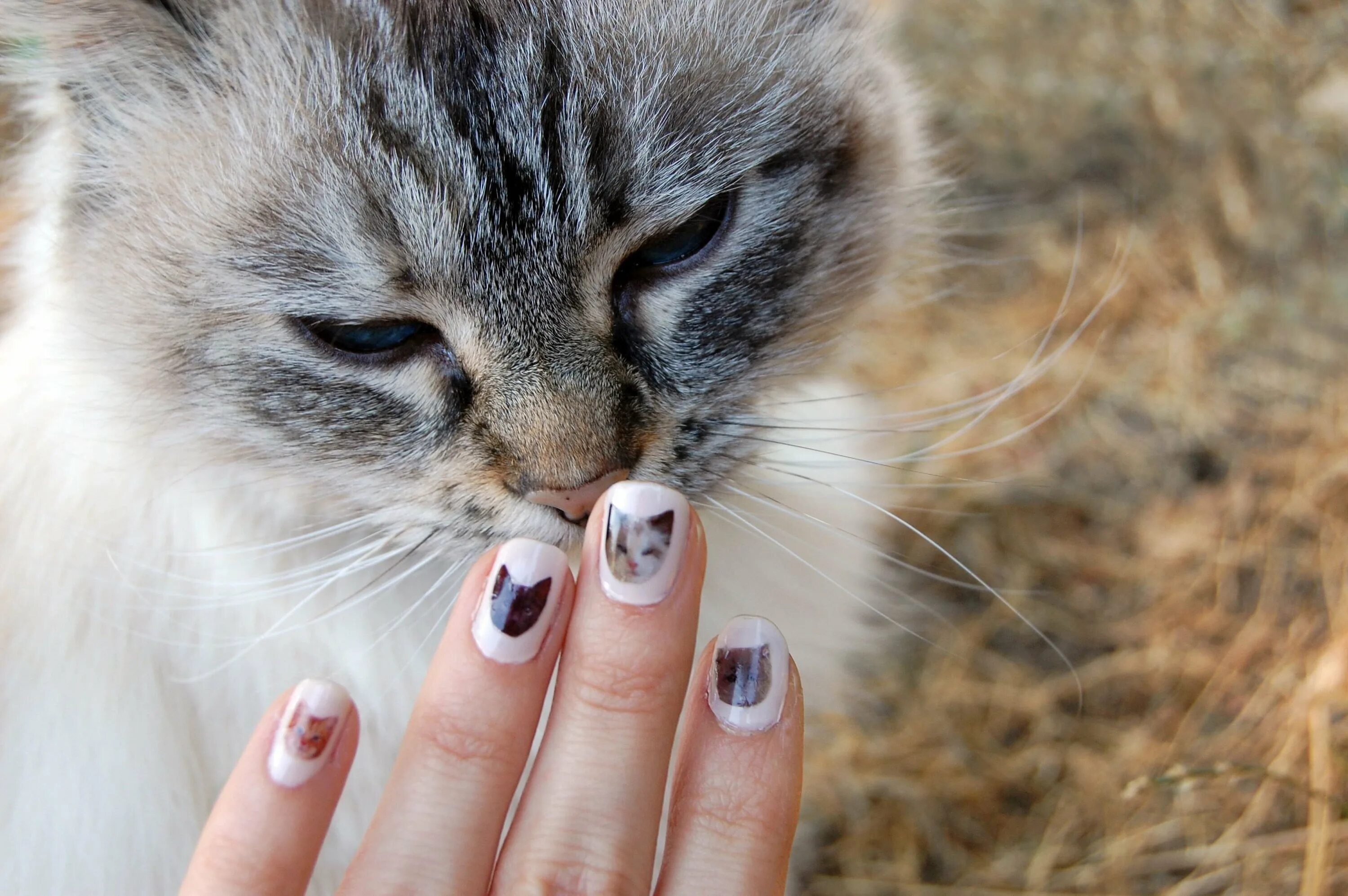 Ногти когти кошки. Маникюр коты. Кошачьи ногти. Маникюр с кошечкой. Маникюр на короткие ногти с котиками.