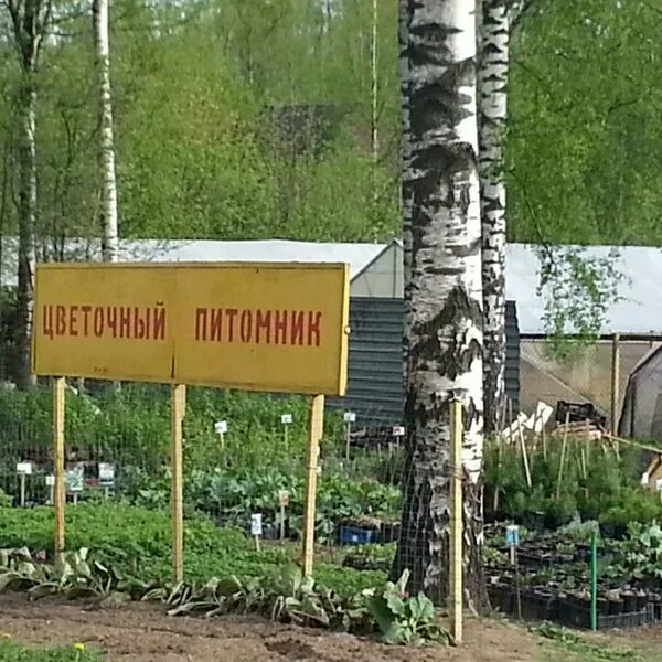 Сергиевск питомник. Гагаринский питомник саженцы. калужская область обнинск питомник рассады.