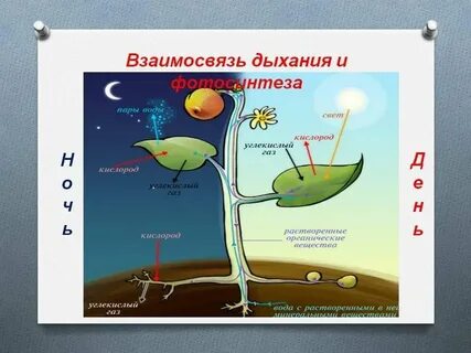 В процессе дыхания корни