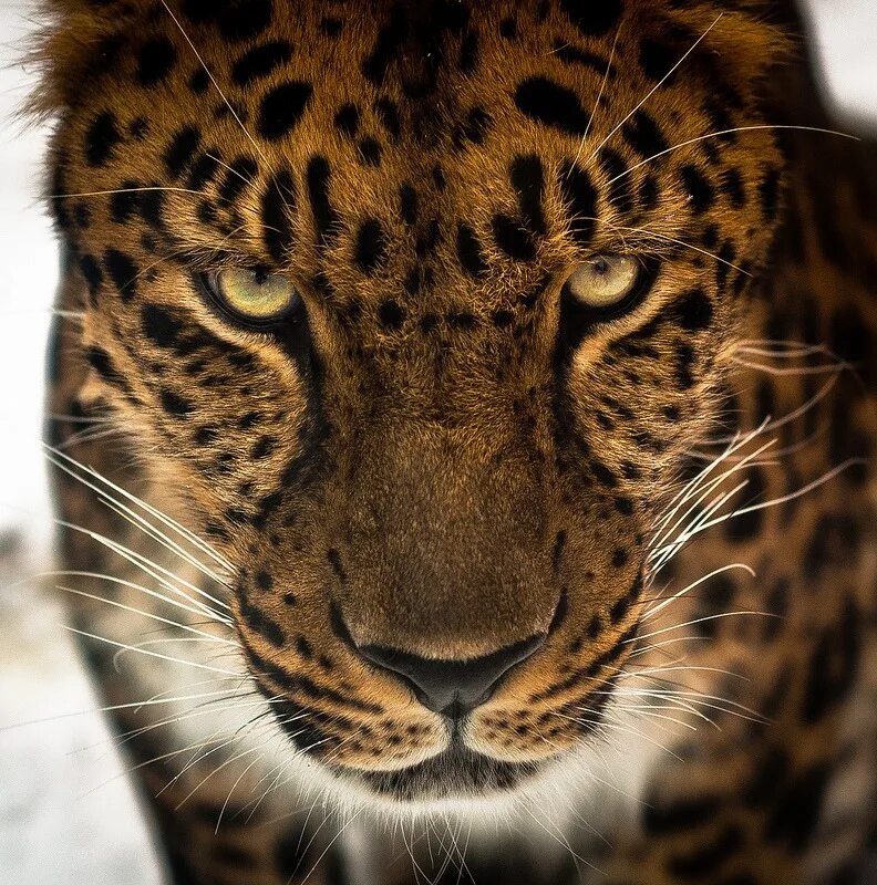 ягуар леопард оскал. леопард оскал. оскаленный леопард. красивый леопард. хищнический взгляд.