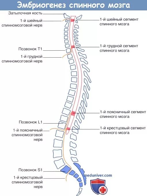 Изменение в спинном мозге