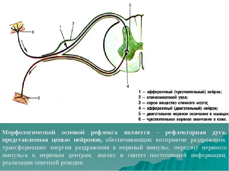 Чувствительный нейрон двигательный нейрон центр слюноотделения. Афферентные и эфферентные. Афферентные пути. Афферентные и эфферентные звенья. Восприятие раздражителя в рефлекторной дуге.