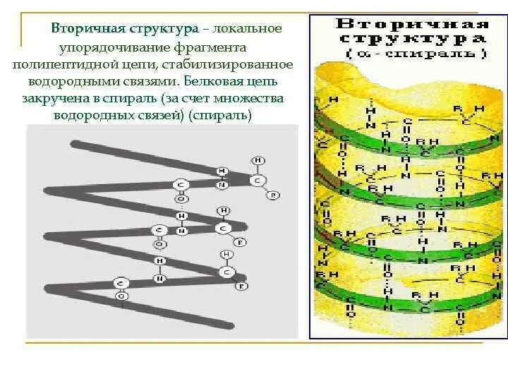 Вторичная структура какие связи. Вторичная структура белка связи ее стабилизирующие. Вторичная структура стабилизируется. Вторичная структура белка стабилизируется. Роль вторичной структуры.