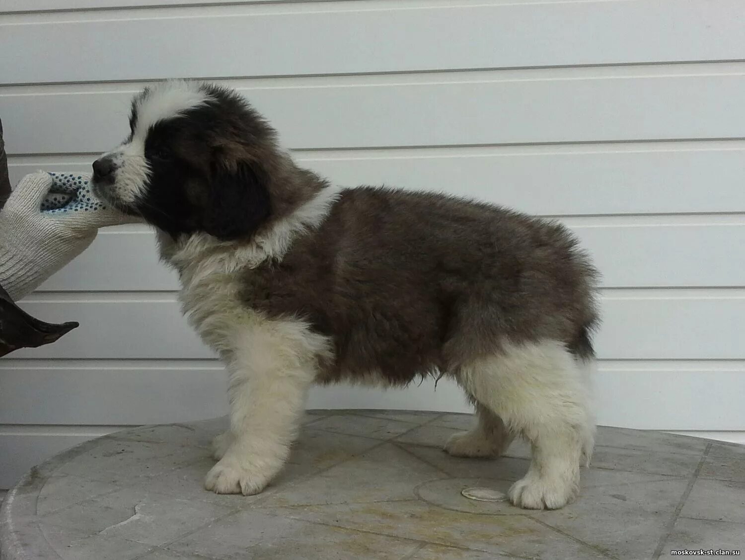Карликовый сенбернар. Московская сторожевая овчарка. Московская сторожевая купить щенка. Московская сторожевая щенки чистокровная. Московская сторожевая щенки.