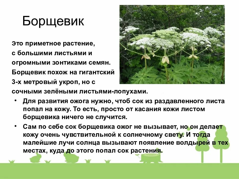 Ядовитые растения окружающий мир 2 класс сообщение