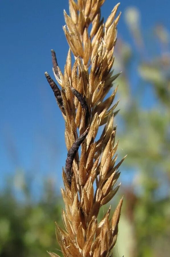 Спорынья пурпурная. Спорынья (Claviceps purpurea Tulasne).. Claviceps purpurea – спорынья пурпурная. Склероции спорыньи на ржи.