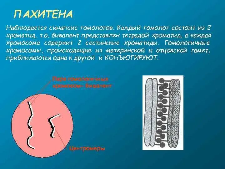 Бивалент состоит. Пахитена. пахитена это в биологии. 1)  диакинез 2)  пахитена 3)  лептотена 4)  диплотена 5)  зиготена. биваленты.