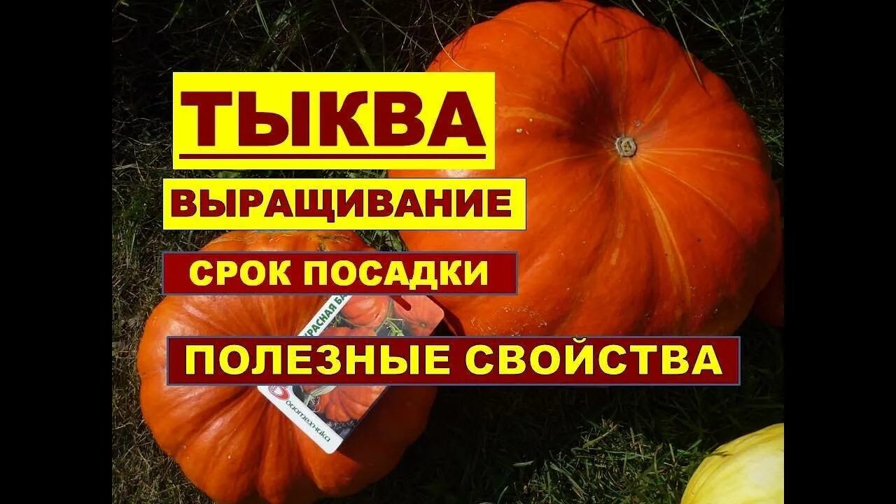 Как правильно посадить тыкву на рассаду. Посев тыквы. посадка тыквы на рассаду. посадка тыкв даты. когда сажать тыкву на рассаду.