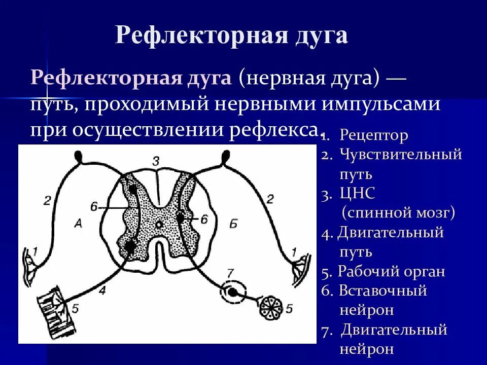 5 чувствительные нейроны передают