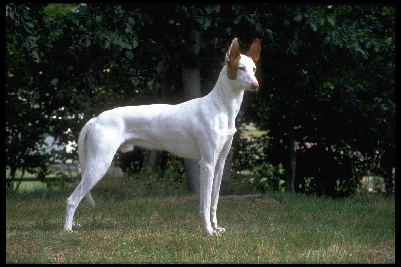 гончая азавак. немецкий дог высота. собака азавак. ивисская гончая. дог зевс самая большая собака в мире.