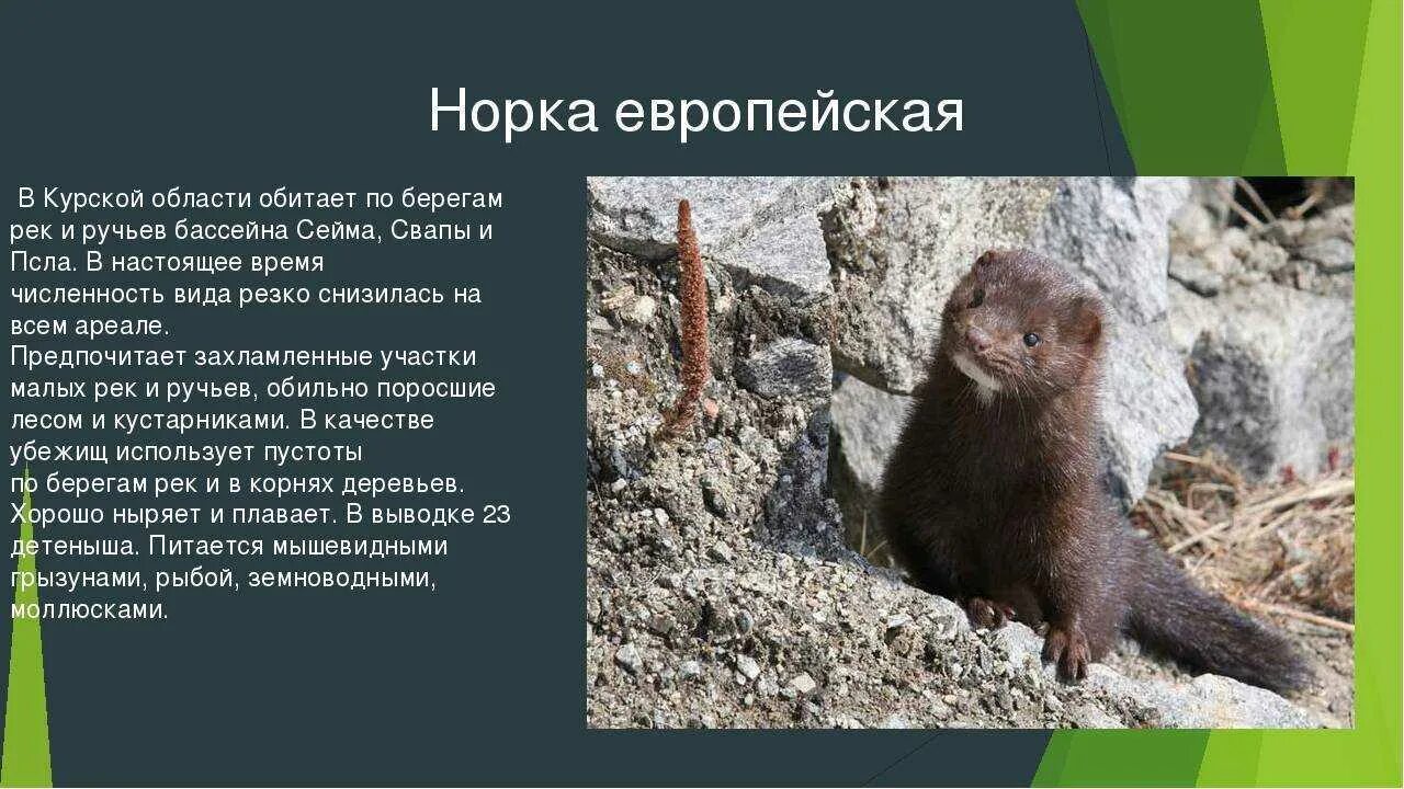 Я живу в темной норке 2 класс. Европейская норка (Mustela lutreola) в красной книге. Среднерусская европейская норка красная книга. Норка красная книга Воронеж. Европейская норка (красная книга Архангельской области.