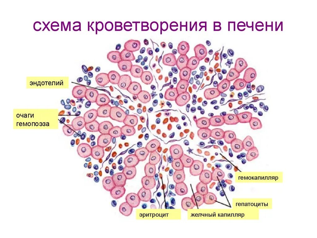 В клетках печени образуются. Кроветворение в печени гистология. Схема кроветворения гистология. Печеночный этап кроветворения. Эмбриональный гемопоэз гистология.
