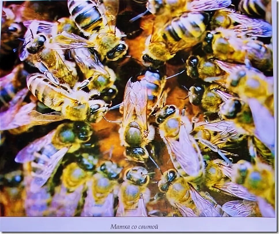 Окраска тела пчелы