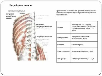 Подреберные мышцы