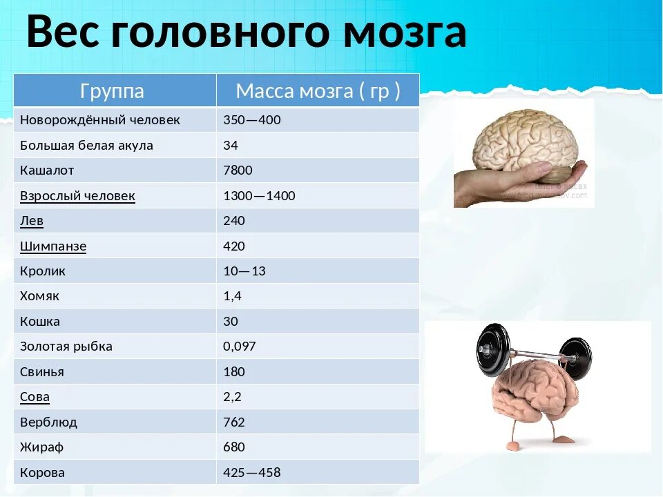 Мозгов рост вес. Сколько грамм масса головного мозга человека. Вес головного мозга. Колько весит мохг человека. Масса головного мозга взрослого человека.