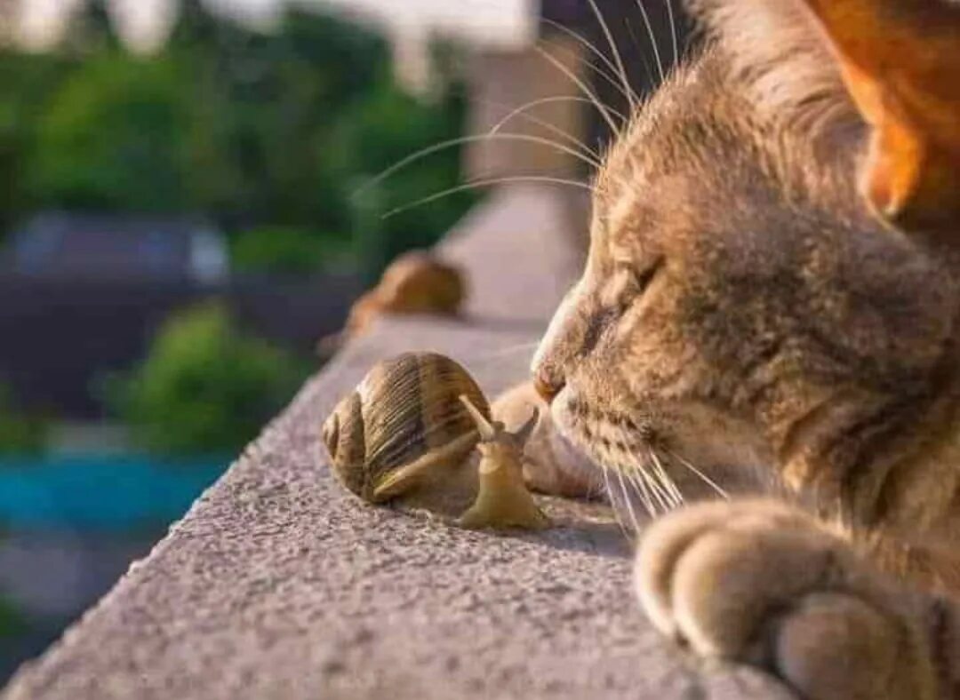 Со коте