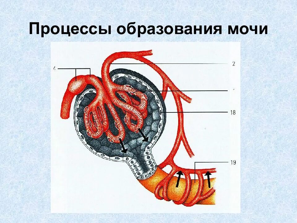 Процесс образования мочи. Механизм образования мочи. Фазы образования мочи. Этапы образования мочи.