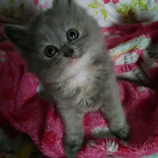 Подольск бесплатные котята