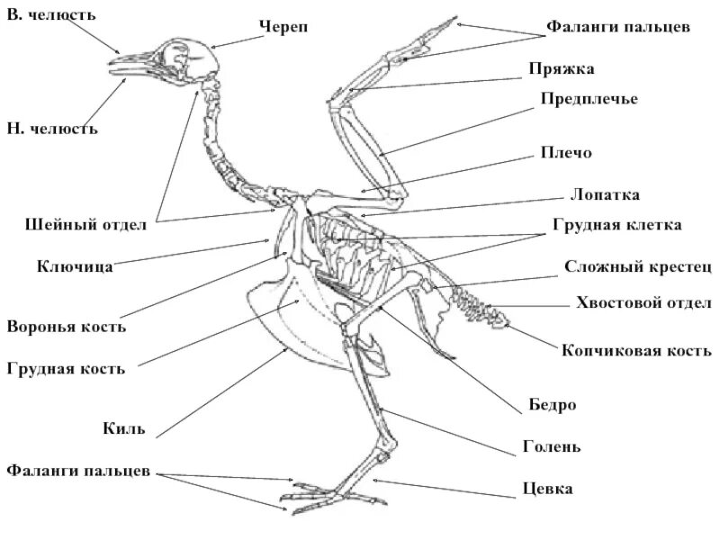 Строение скелета сизого голубя. Строение скелета птицы голубя. Скелет сизого голубя биология 7. Внешнее строение и скелет птиц. Вырост грудины киль
