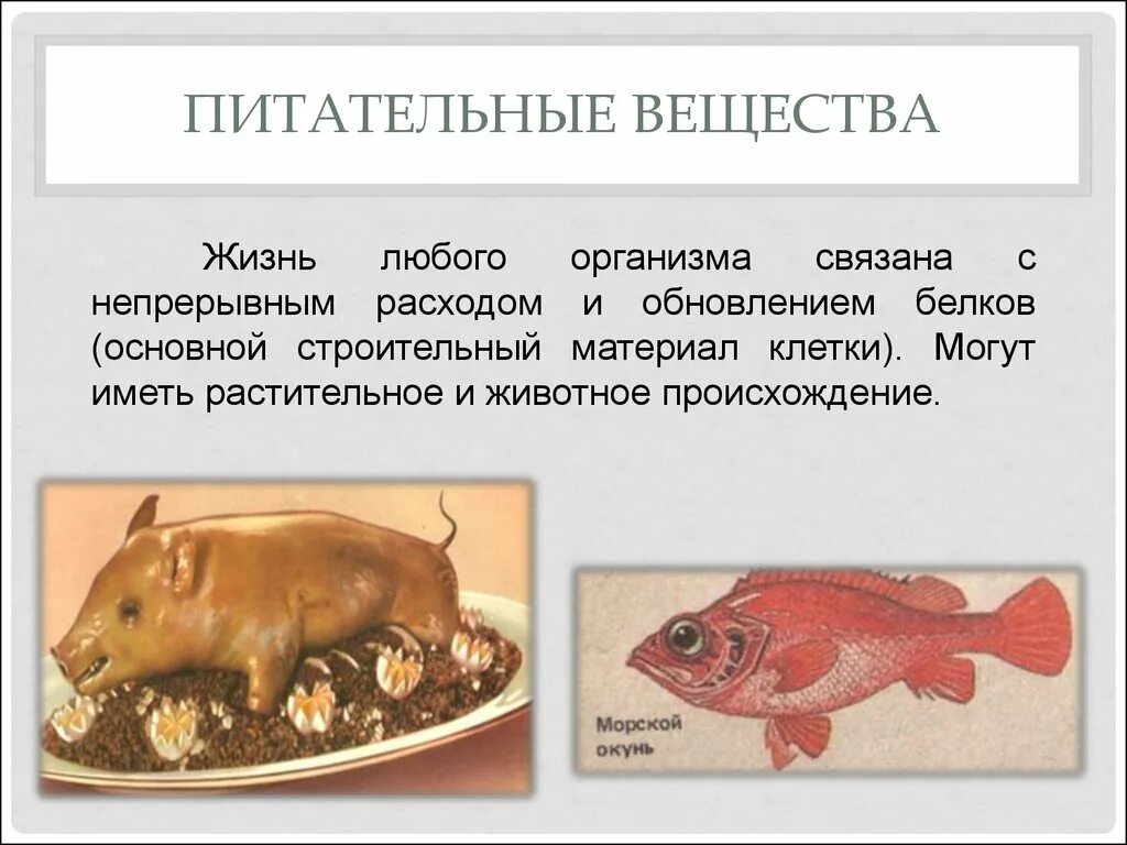 Окунь морской питательные вещества-. Белок основной строительный материал организма. Питательные вещества для растений и животных. Жизнь любого организма. Пример любого организма