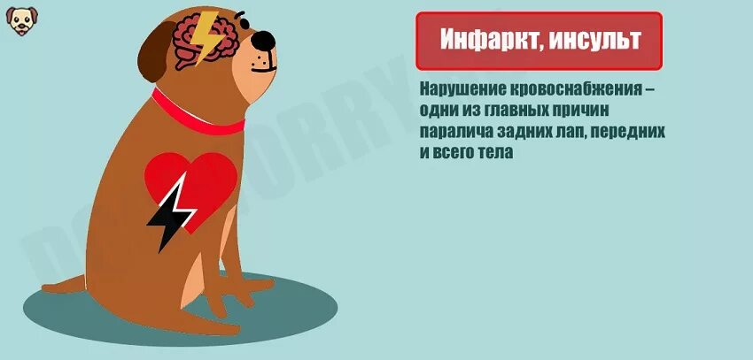 Признаки симптомов инсульта у собак. Инфаркт у собаки симптомы. инсульт у собаки симптомы.