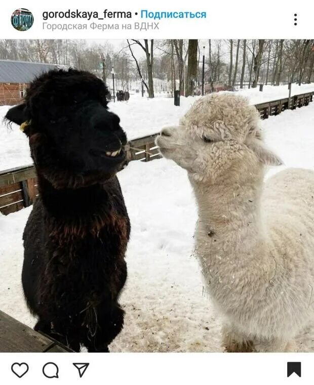 Городская ферма на вднх животные. Ферма на вднх альпаки. Вднх альпаки городская ферма. Альпаки на вднх. Альпака ферма вднх.