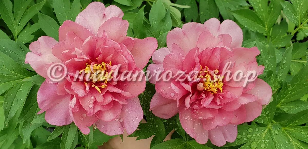Пион Пинк Дабл Денди (Pink Double Dandy): купить саженцы в Москве с доставкой по