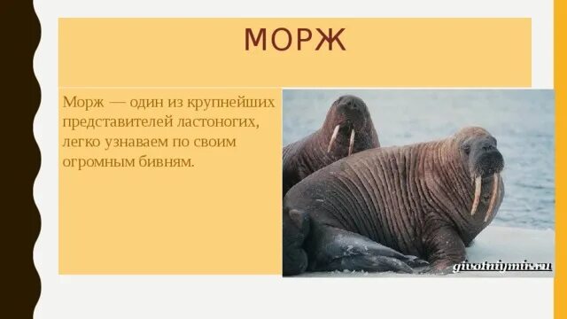 Морж красная книга. Морж доклад для 1 класса. Сообщение о Морже. Морж со складками.