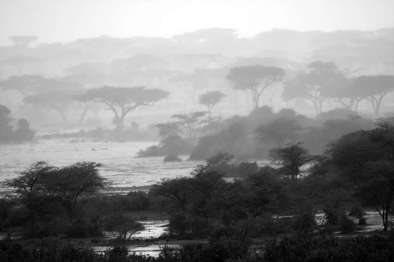 В африке много осадков. Климат Руаха парк Танзании. Дождь в саванне.