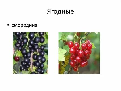 Смородина таблица