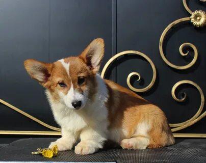 Недорогие корги
