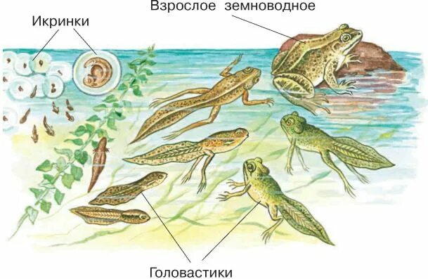 этапы формирования органов у личинки лягушки. строение головастика амфибий. строение головастика лягушки. стадии развития головастиков лягушки таблица. строение головастика амфибий.