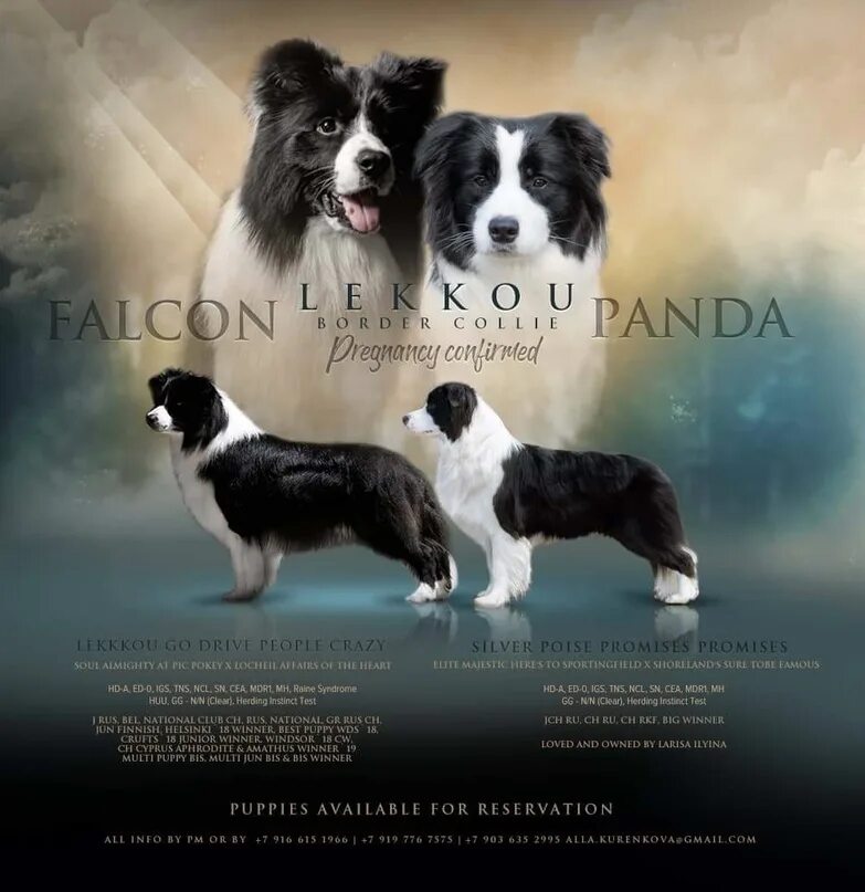 Where the time go dr dog. Бордер колли РКФ. Вязка бордер колли. Бордер колли выставка. Бордер колли стандарт породы.
