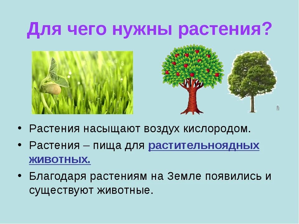 Растений человеком становится. Зачем нужны растения. Тема растения. Растения для презентации. Растительный мир в жизни человека.