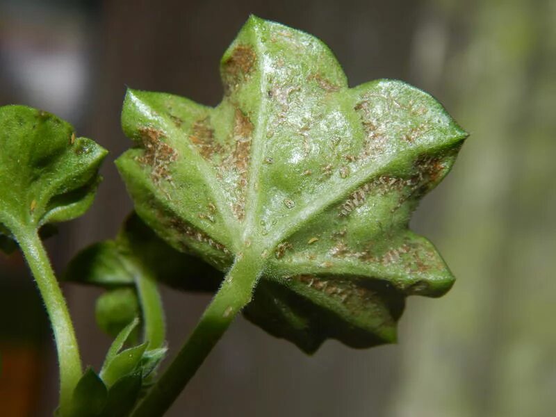 альтернариоз герани. эдема плющелистной пеларгонии. пеларгония плющелистная болезни. эдема плющелистной пеларгонии. церкоспороз герани.
