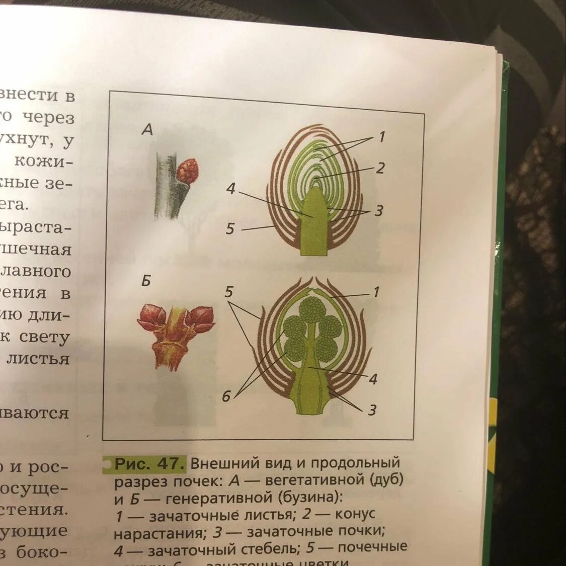 Рассмотрите изображение генеративной почки. Зачаточное соцветие почечную чешую. Зачаточные листья , почечные чешуйки. Зачаточное соцветие у генеративной почки. Вегетативная почка.