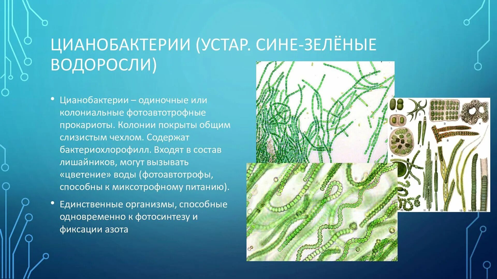 Цианобактерии встречаются в составе лишайников. Цианобактерии сине-зеленые водоросли. Хамесифоновые цианобактерии. Фотосинтезирующие цианобактерии. Цианобактерии в лишайниках.
